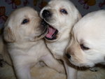 Splendida Cucciolata di Labrador Gialli!