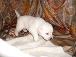 Splendida Cucciolata di Labrador Gialli! - Foto n. 2