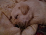 Splendida Cucciolata di Labrador Gialli! - Foto n. 3