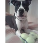 Cucciolo Amstaff di 8 mesi Macchiato nero e Bianco - Foto n. 3