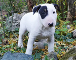 Bull Terrier Inglese Standard Cuccioli