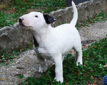 Bull Terrier Inglese Standard Cuccioli - Foto n. 2