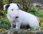 Bull Terrier Inglese Standard Cuccioli - Foto n. 5