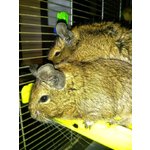 Degu maschio di 10 anni e 5 mesi in adozione a Torino (TO) e in tutta Italia da privato