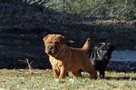 Cucciolo di shar pei Maschio e Femmina