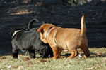 Cucciolo di shar pei Maschio e Femmina - Foto n. 2