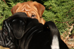 Cucciolo di shar pei Maschio e Femmina - Foto n. 3