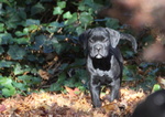 Maschietti di cane Corso