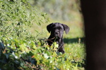 Maschietti di cane Corso - Foto n. 3