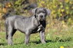 Maschietti di cane Corso - Foto n. 7