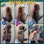 🐶 Shiba Inu maschio di 1 anno e 9 mesi in vendita a Foggia (FG) e in tutta Italia da privato