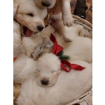 Cuccioli di Pastore Maremmano di Razza Pura - Foto n. 1