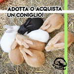 Cuccioli di coniglio in famiglia! Acquistane o adottane uno/due!