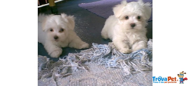 Cuccioli Maltese - Foto n. 2