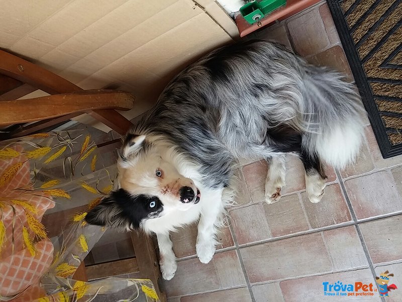 Cuccioli Border Collie blu Merle red Bianco nero Marrone - Foto n. 5