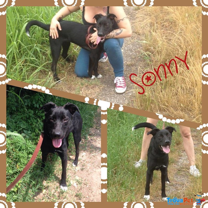 Sonny, Vivace, Simpatico Cucciolino di 7 Mesi - Foto n. 2