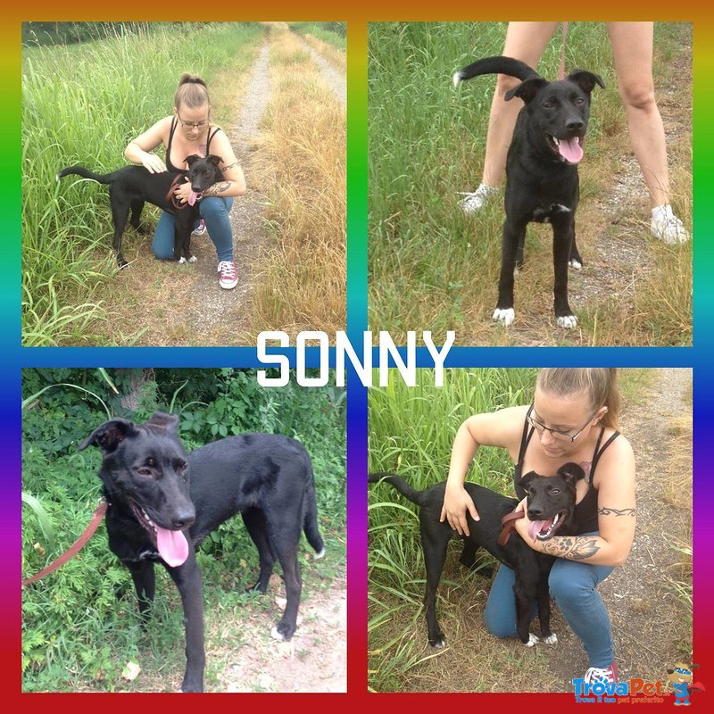 Sonny, Vivace, Simpatico Cucciolino di 7 Mesi - Foto n. 6