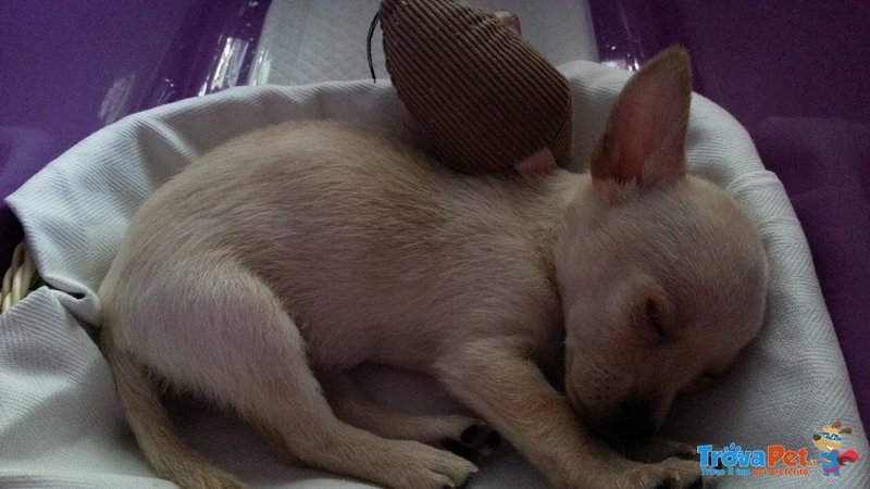 Mini toy Chihuahua Femmina - Foto n. 1