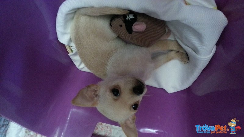 Mini toy Chihuahua Femmina - Foto n. 4