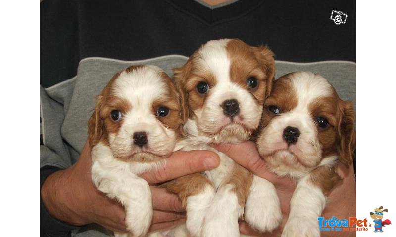 Cuccioli Cavalier King - Foto n. 1