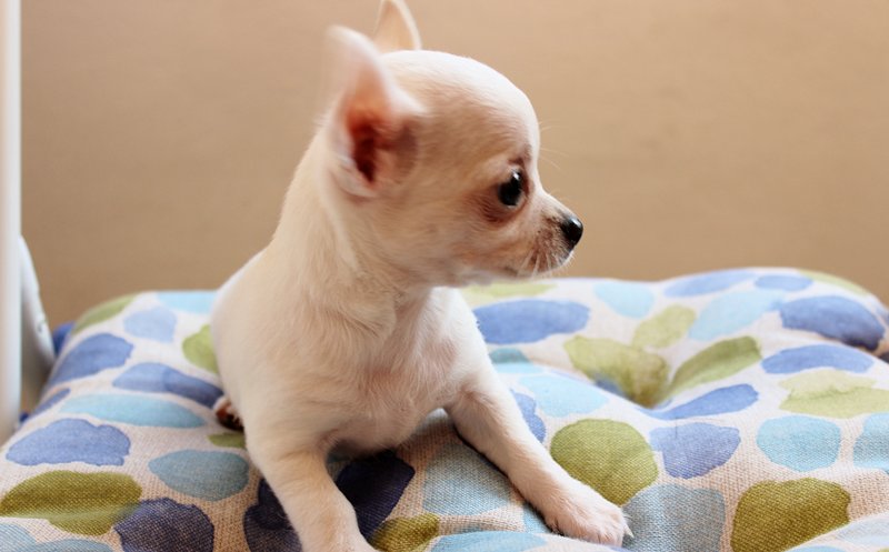 Cucciolo di Chihuahua Bianco - Foto n. 2