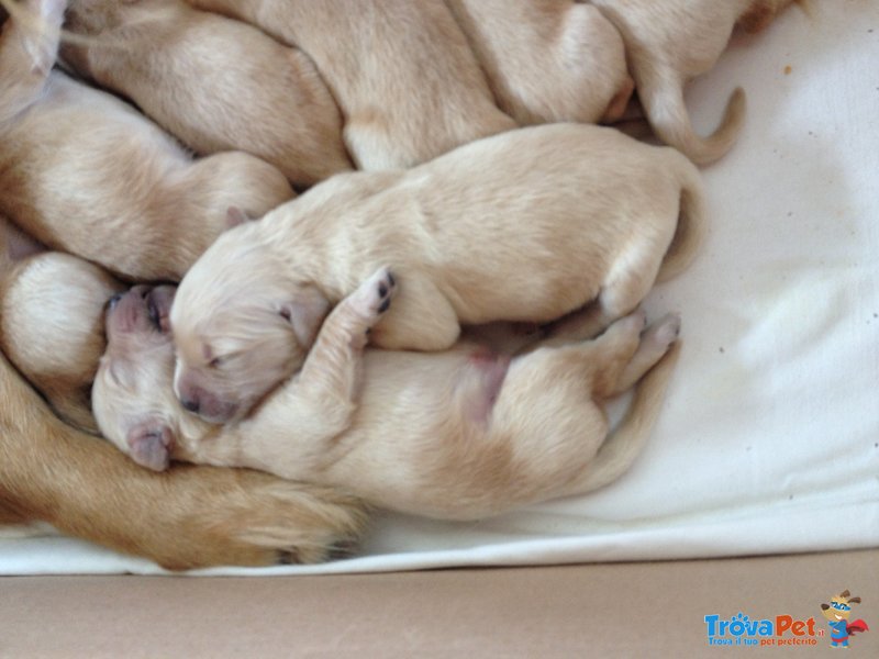 Cuccioli di Golden Retriever - Foto n. 2