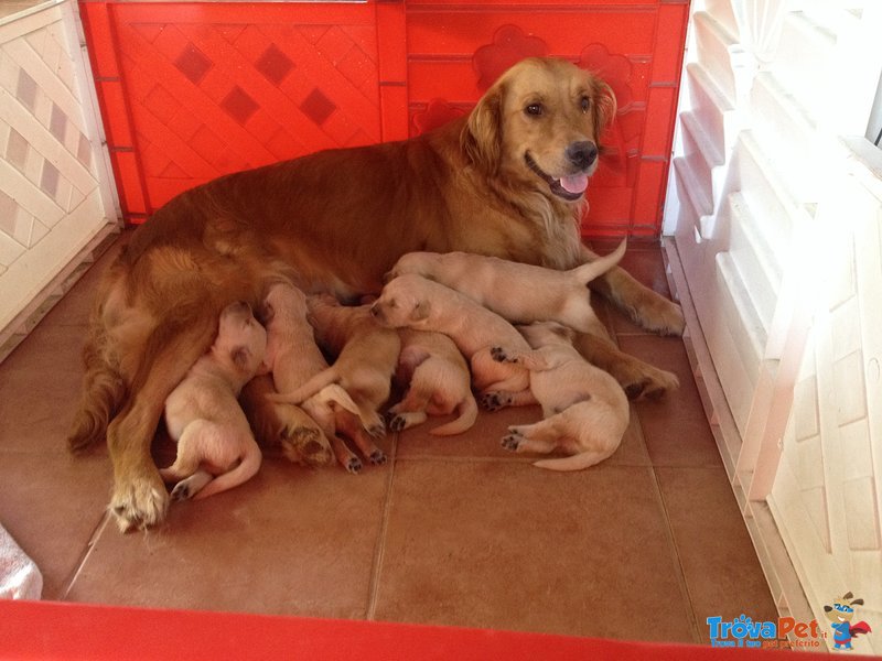 Cuccioli di Golden Retriever - Foto n. 1