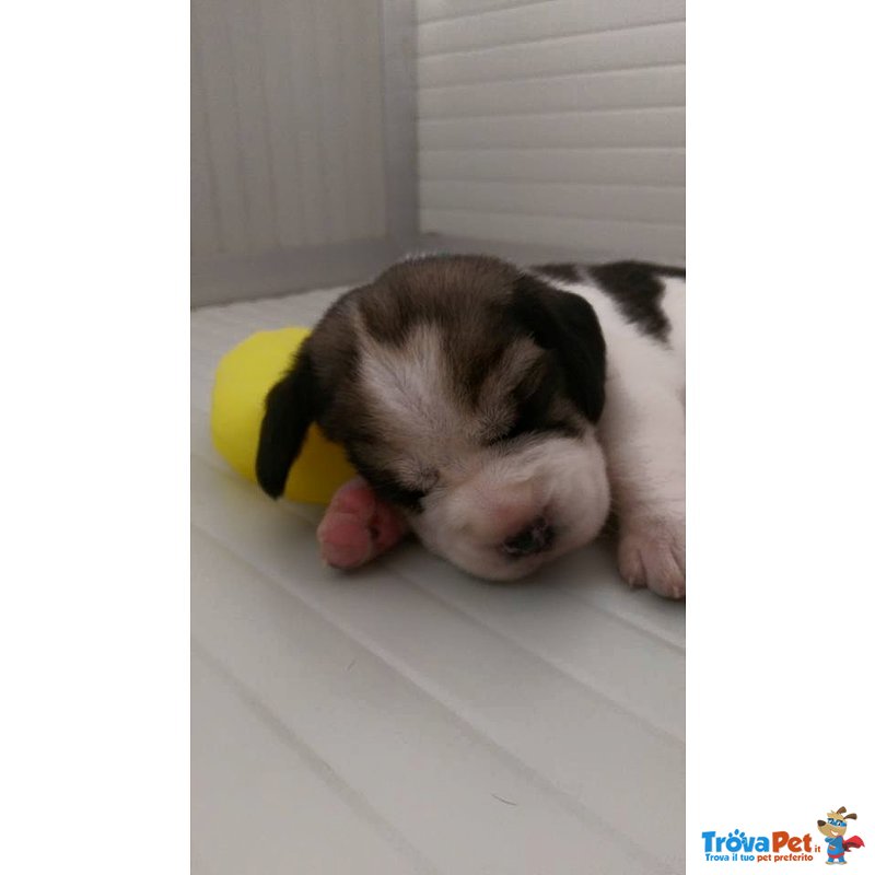 Vendo Cuccioli di Beagle con Pedigree - Foto n. 7