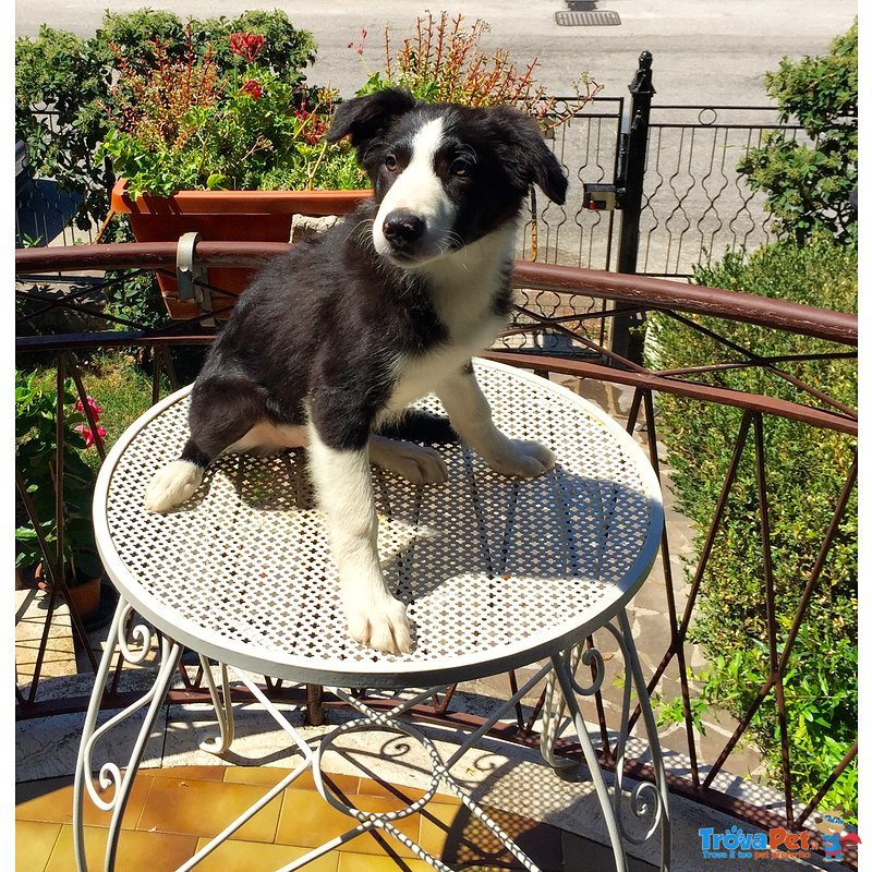 Cuccioli Border Collie - Foto n. 1