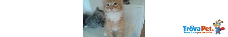 Cuccioli Maine Coon - Foto n. 4