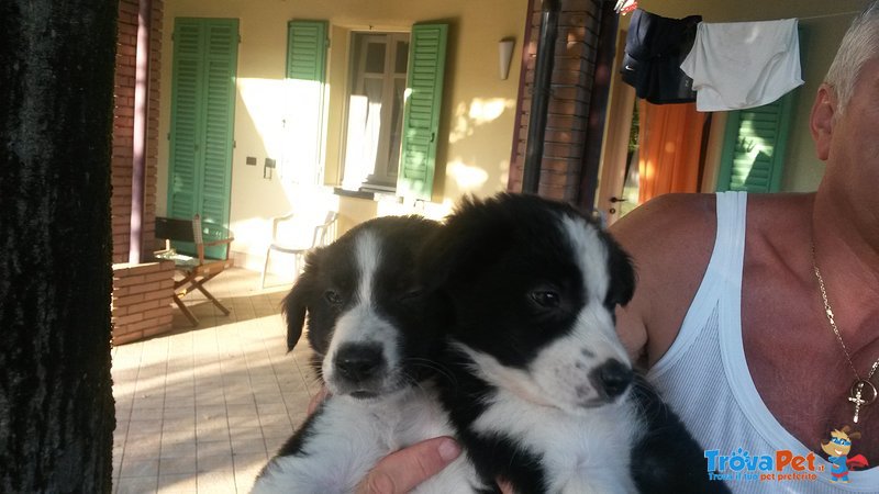 Cuccioli Maschi di Border Collie Bianco/neri Bellissimi - Foto n. 1