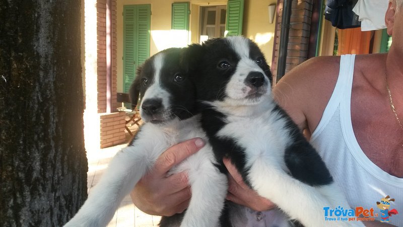 Cuccioli Maschi di Border Collie Bianco/neri Bellissimi - Foto n. 3