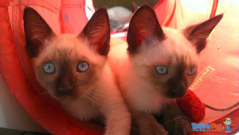 Gattini Siamesi - Foto n. 4