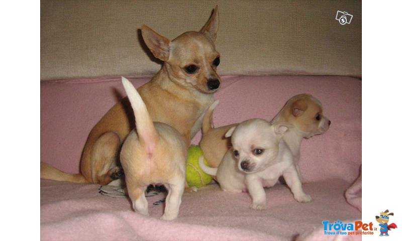 Cuccioli Chihuahua Puri - Foto n. 1