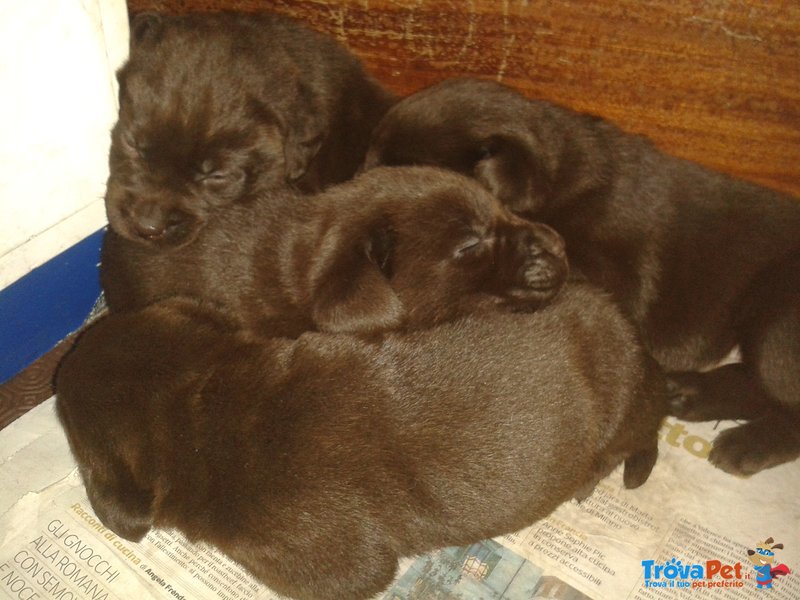 Cuccioli di Labrador - Foto n. 2