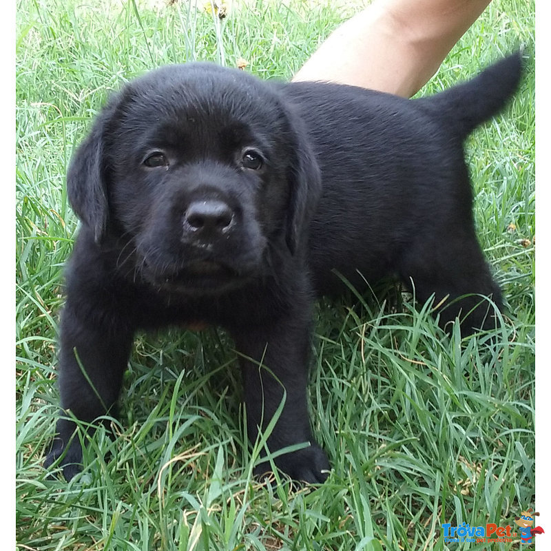 Bellissimo Cucciolo di Labrador Retriever - Foto n. 1