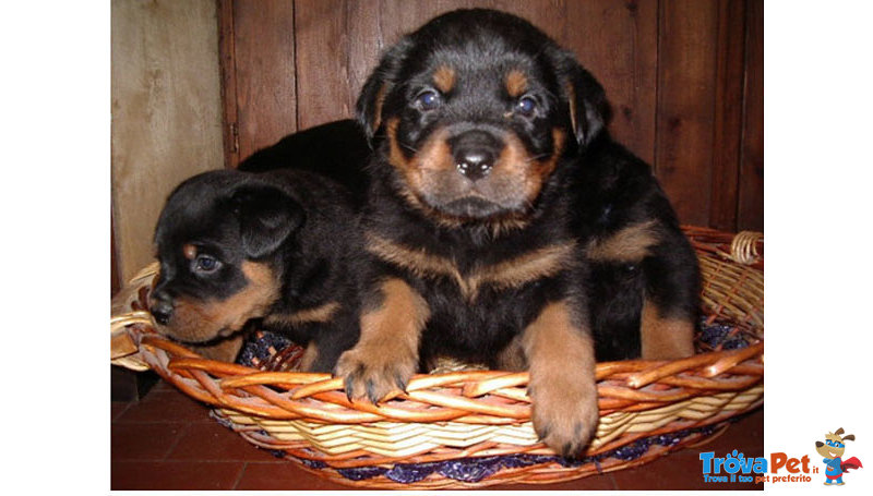 Cuccioli Rottweiler - Foto n. 2