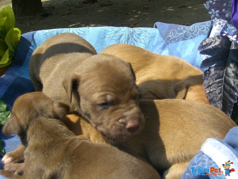 Cuccioli di American Pitbull - Foto n. 3