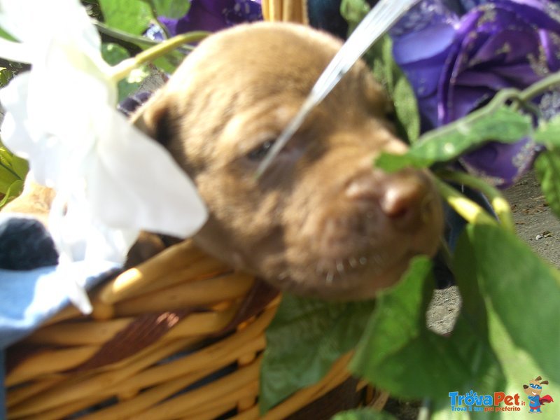 Cuccioli di American Pitbull - Foto n. 4