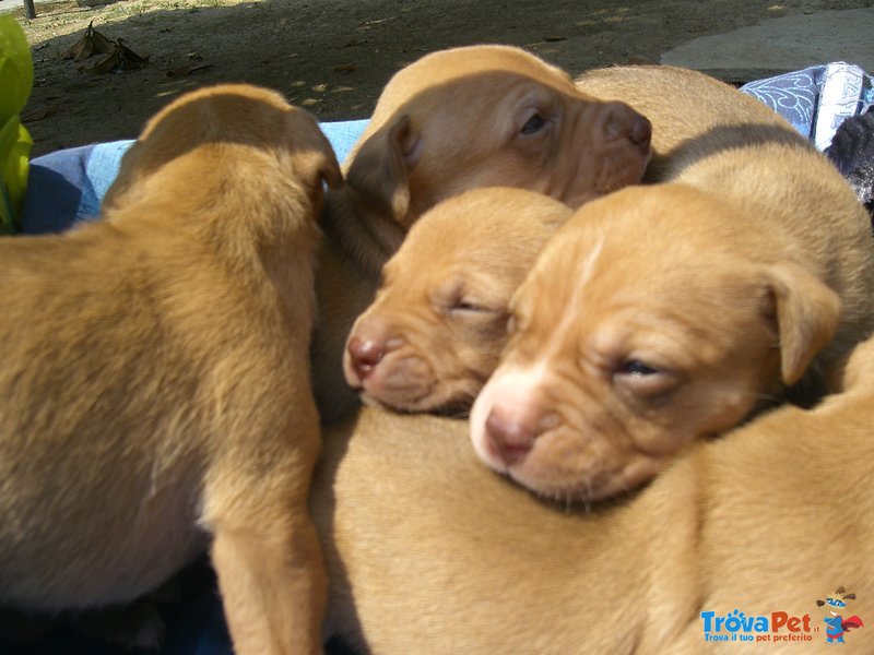 Cuccioli di American Pitbull - Foto n. 6