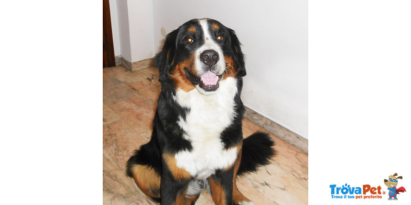 Cuccioli di Bovaro del Bernese con Pedigree - Foto n. 1