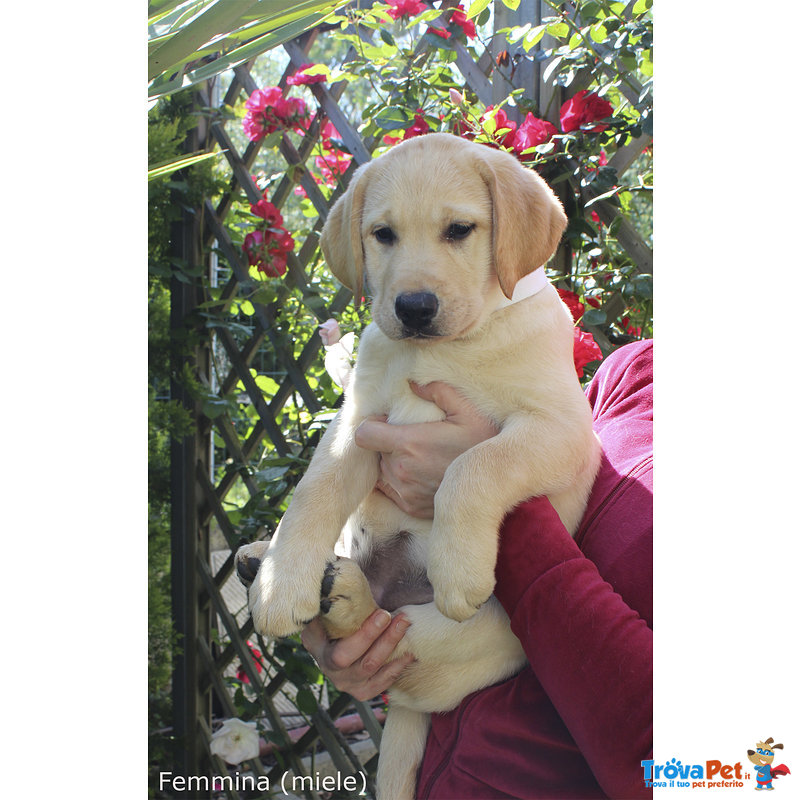 Cuccioli Labrador Biondi/miele con Pedigree - Foto n. 1