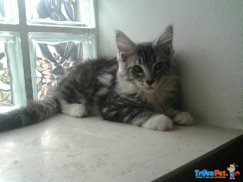 Splendidi Cuccioli di Maine Coon - Foto n. 1