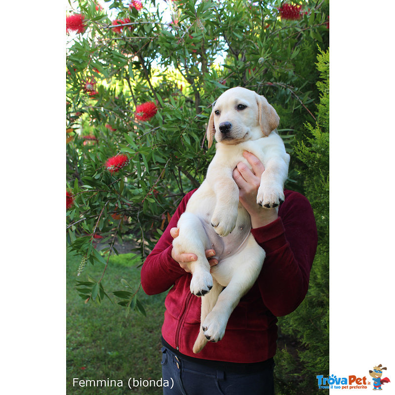 Cuccioli Labrador Biondi/miele con Pedigree - Foto n. 3
