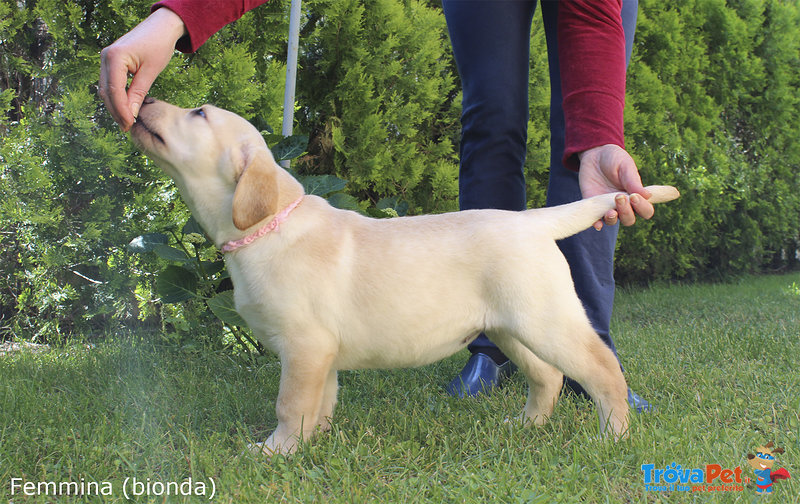 Cuccioli Labrador Biondi/miele con Pedigree - Foto n. 4