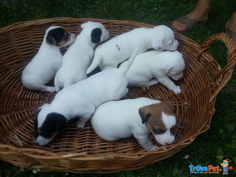 Cuccioli jack Russel - Foto n. 2