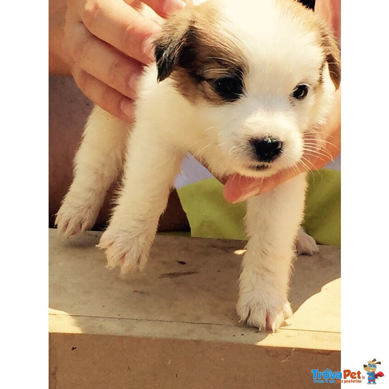 Splendidi Cuccioli di jack Russell - Foto n. 3