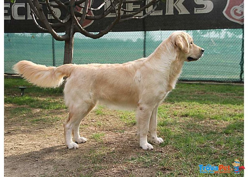 Cucciolta Golden Retriever alta Genealogia - Foto n. 3