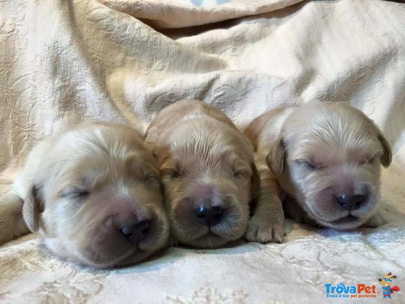 Cucciolta Golden Retriever alta Genealogia - Foto n. 4