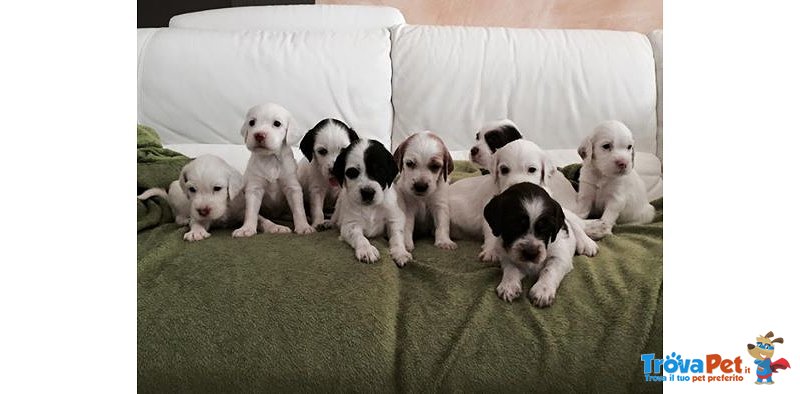 Splendidi Cuccioli Setter Inglese Tricolore - Foto n. 1